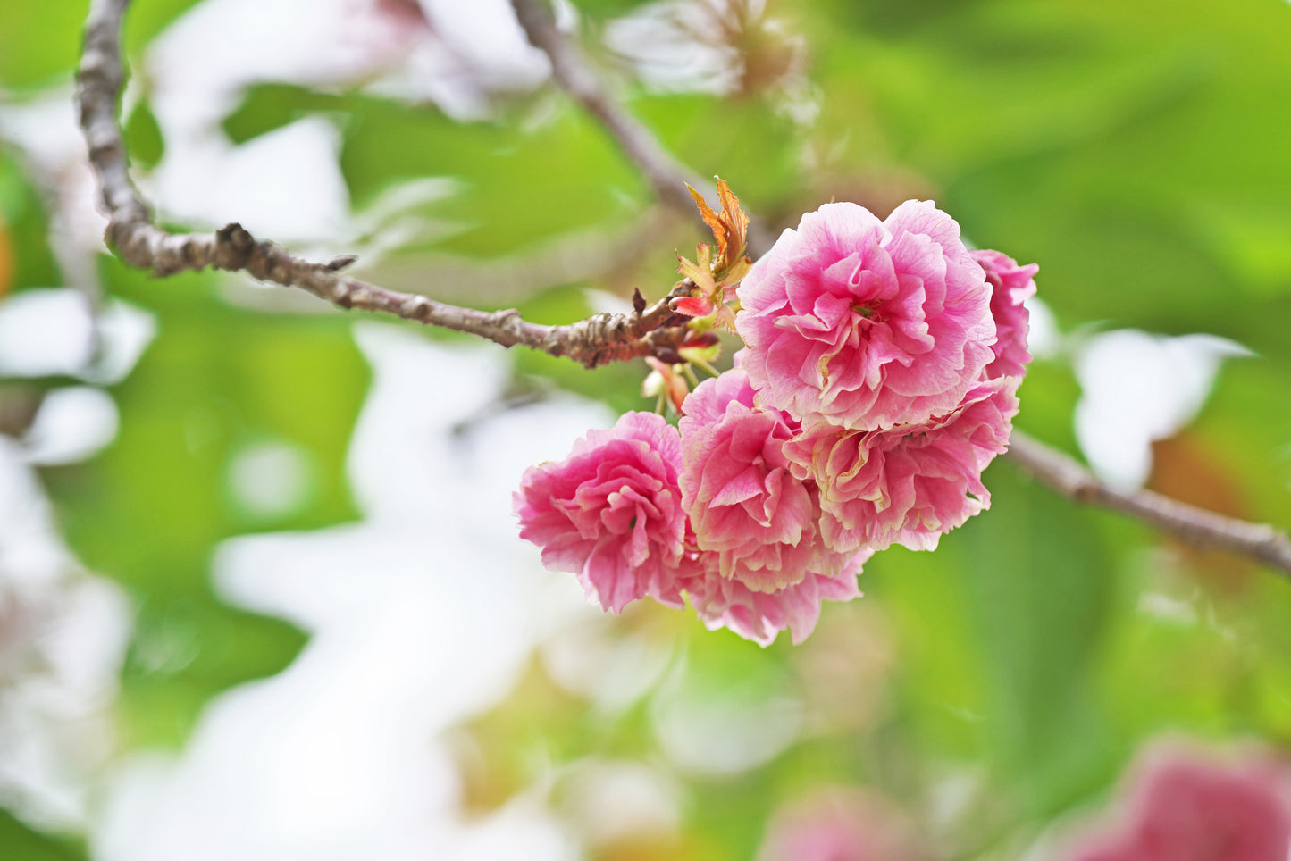 CELL BEAUTY LOTION - YAESAKURA